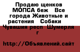 Продаю щенков МОПСА беж - Все города Животные и растения » Собаки   . Чувашия респ.,Шумерля г.
